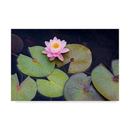 Michael Blanchette Photography 'Pink Water Lily' Canvas Art,22x32